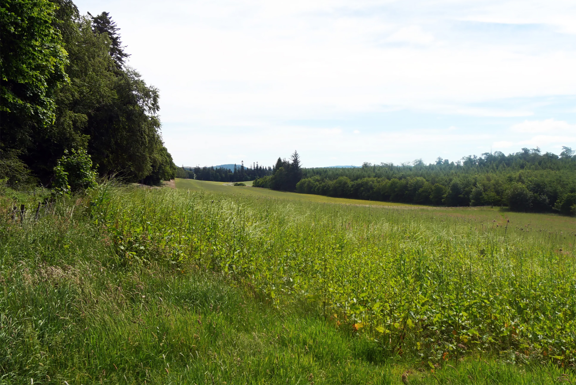 Dupplin Moor